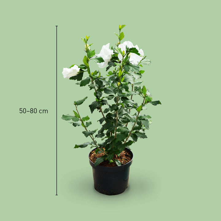 Größe des Hibiskus 'Diana'