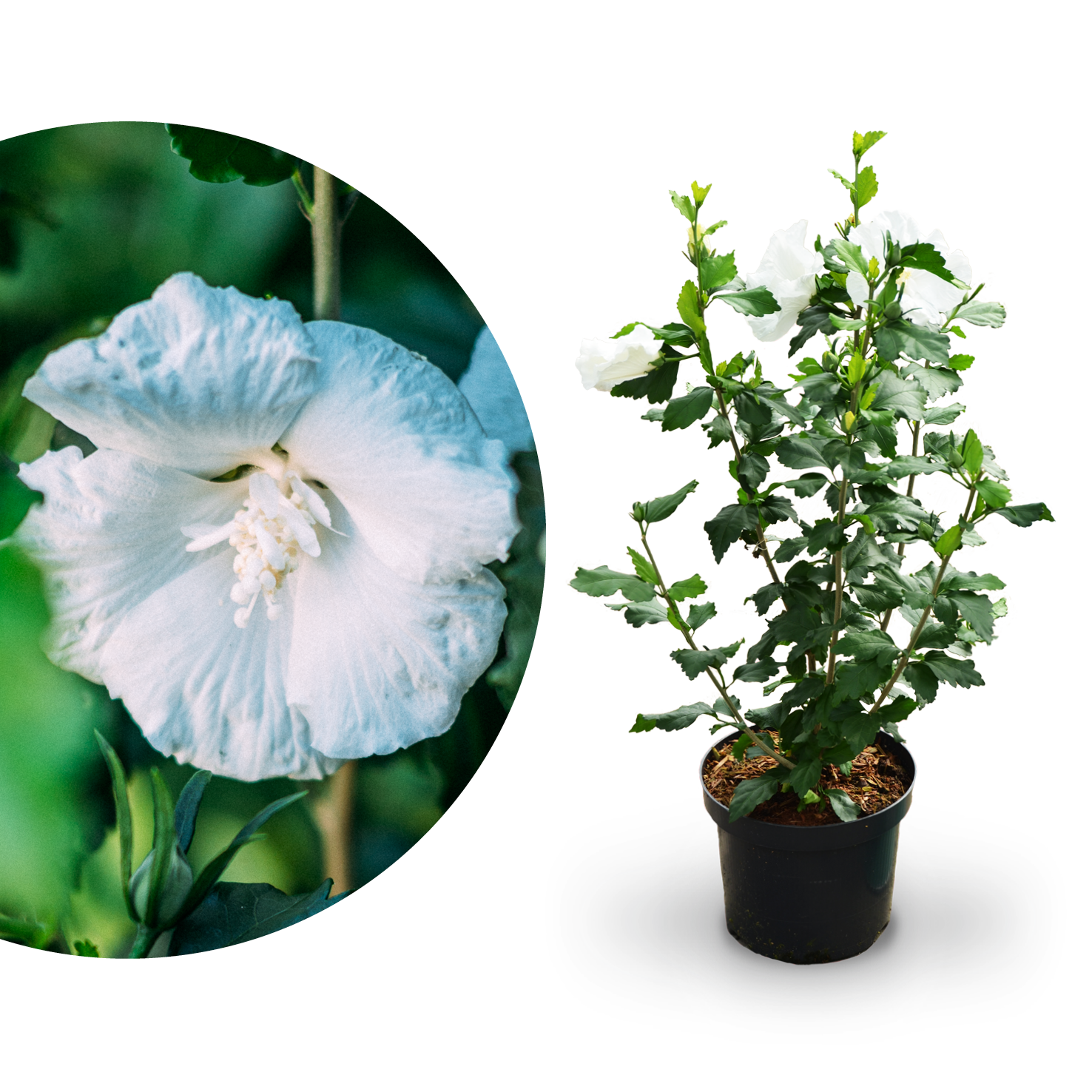 zimmerpflanze hibiskus kaufen Hibiskus 'Diana' in Weiß kaufen