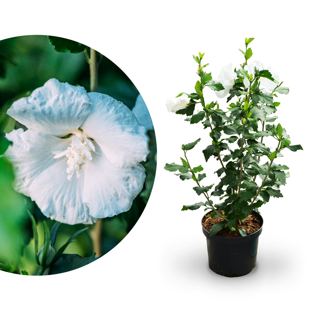 Plantura Hibiskus 'Diana'
