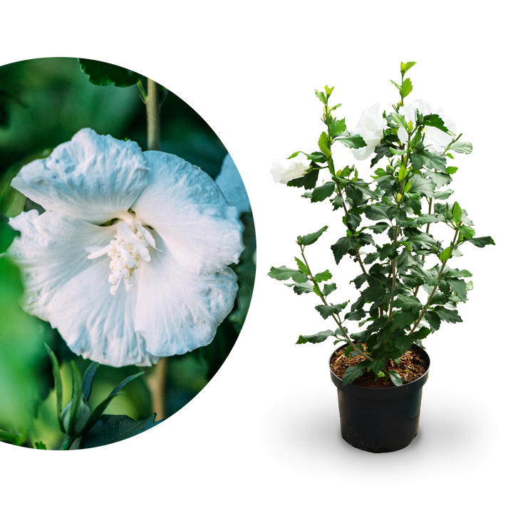Plantura Hibiskus 'Diana'