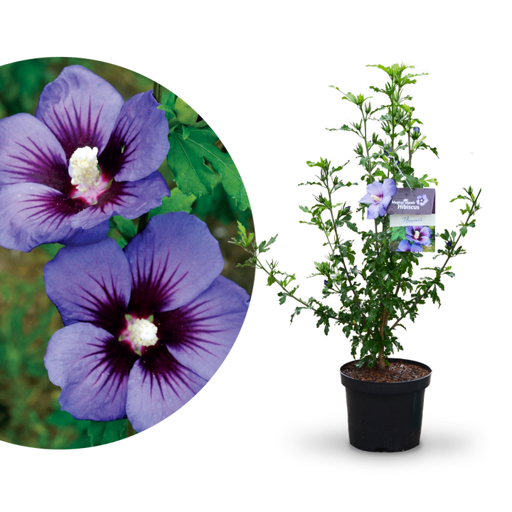 Plantura Hibiskus Magical Islands® 'Hawaii'®