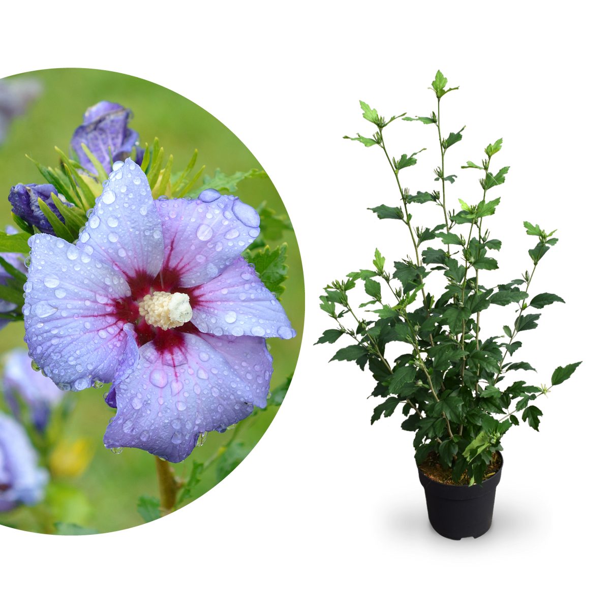 Plantura Hibiskus Proven Winners® 'Azurri'®