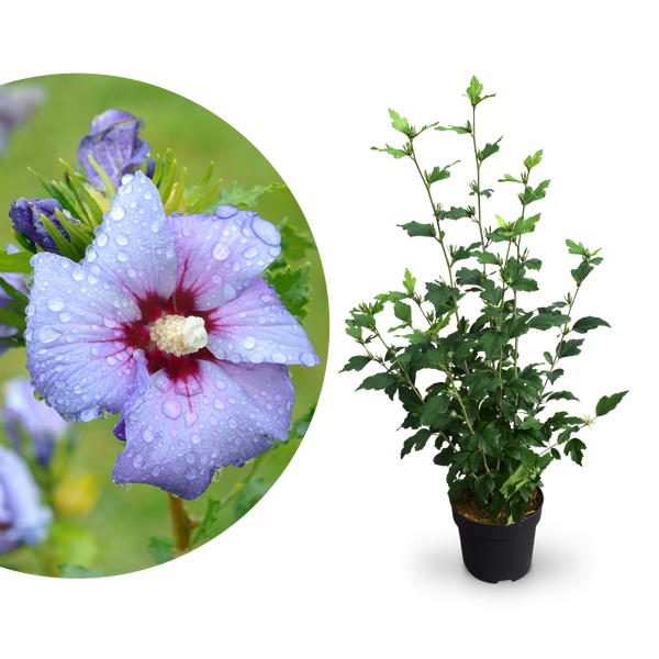Plantura Hibiskus Proven Winners® 'Azurri'®
