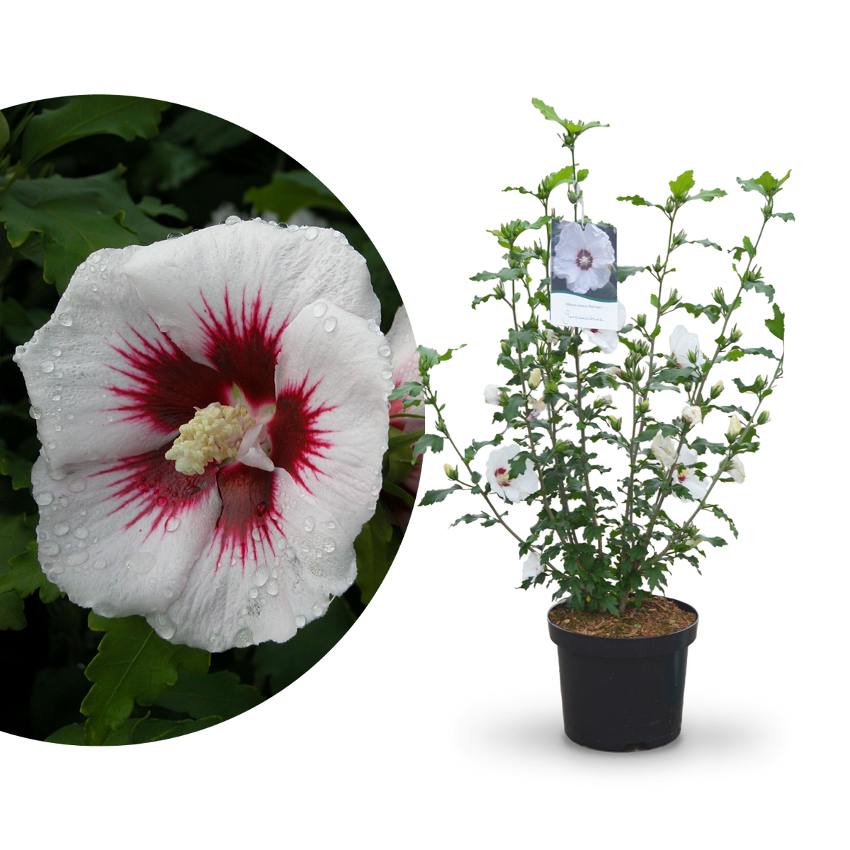 Plantura Hibiskus 'Red Heart'