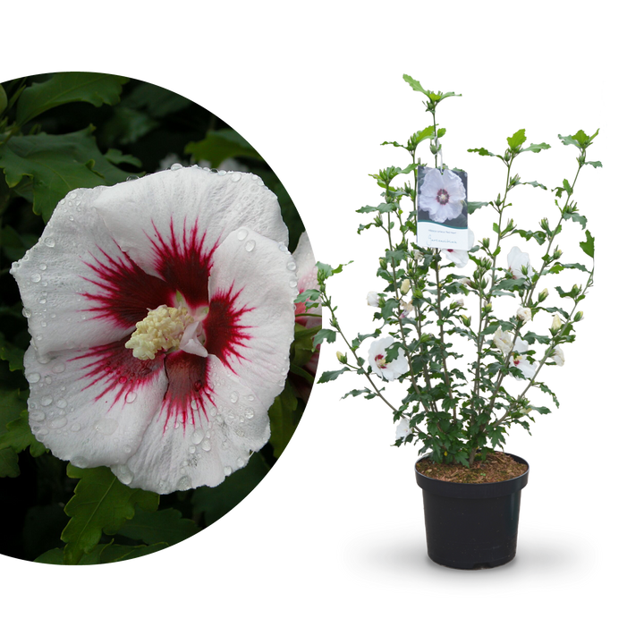 Plantura Hibiskus 'Red Heart'