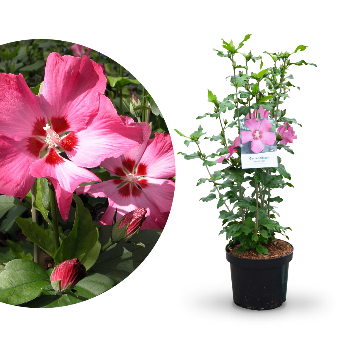 Plantura Hibiskus 'Woodbridge'