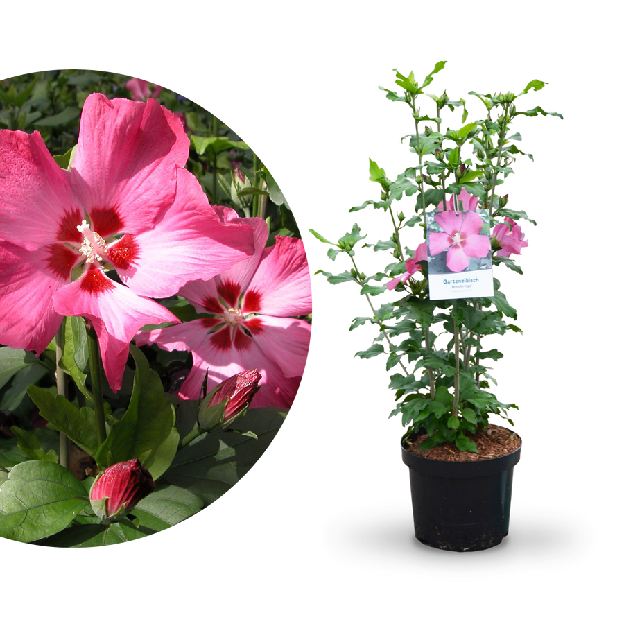 Plantura Hibiskus 'Woodbridge'