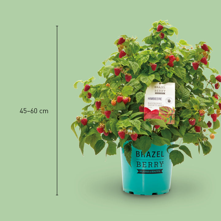 Größe der Plantura Himbeere BrazelBerry® 'Raspberry Shortcake'®