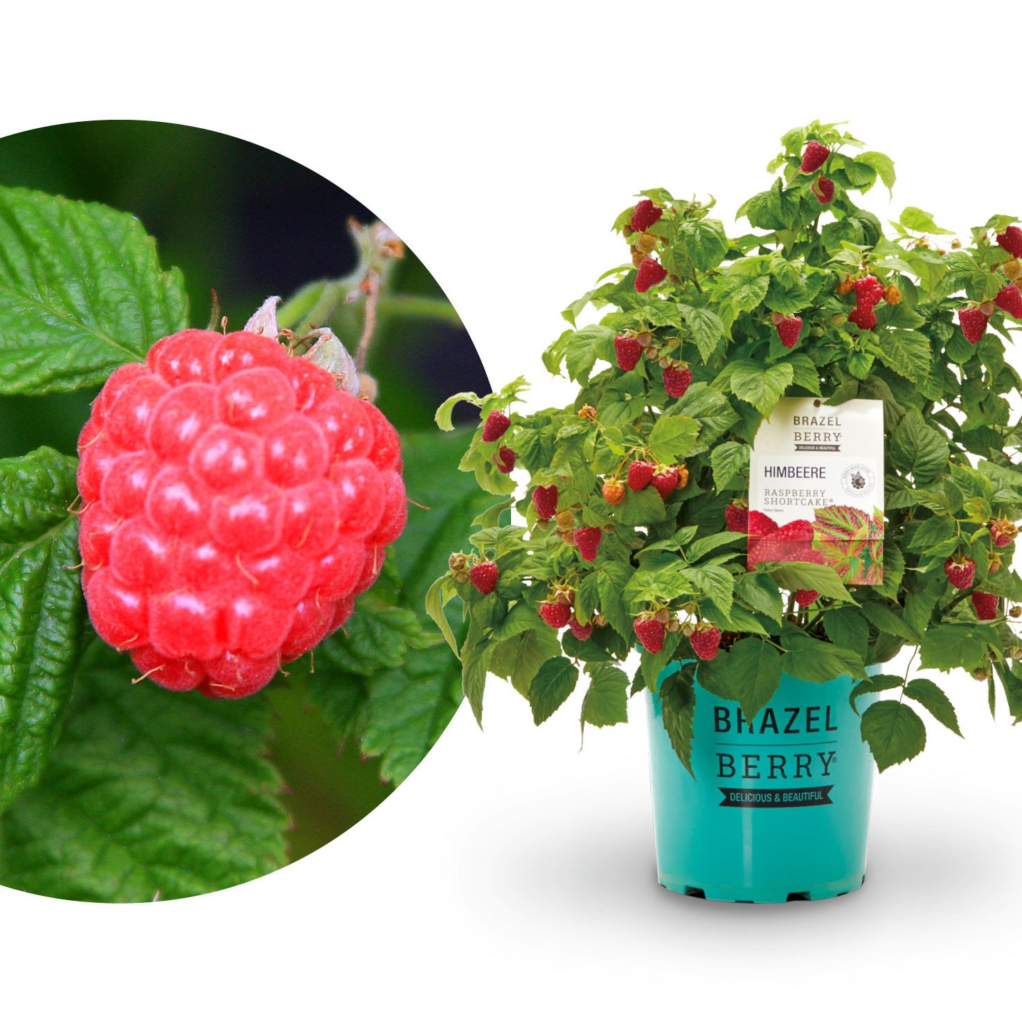 Plantura Himbeere BrazelBerry® 'Raspberry Shortcake'®