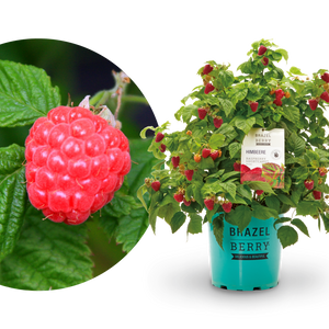 Himbeere Brazelberry® 'Raspberry Shortcake'®