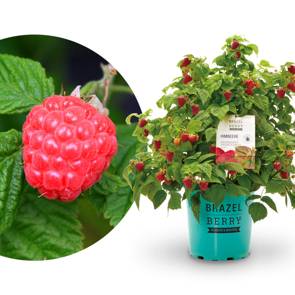 Plantura Himbeere BrazelBerry® 'Raspberry Shortcake'®
