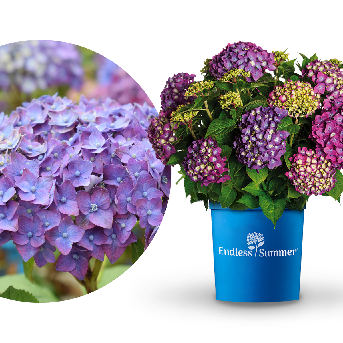 Plantura Hortensie Endless Summer® 'Summer Love' Lila