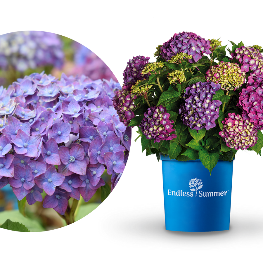 Plantura Hortensie Endless Summer® 'Summer Love' Lila