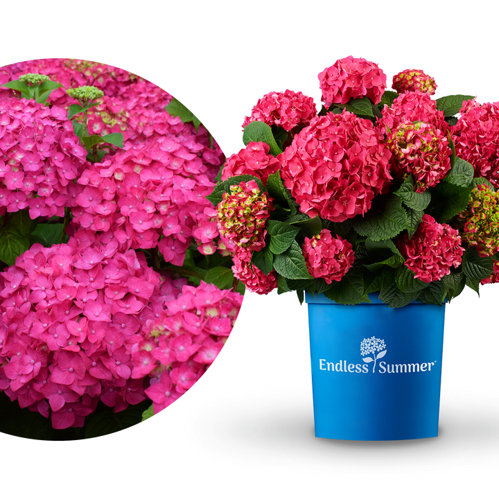 Plantura Hortensie Endless Summer® 'Summer Love' Rot