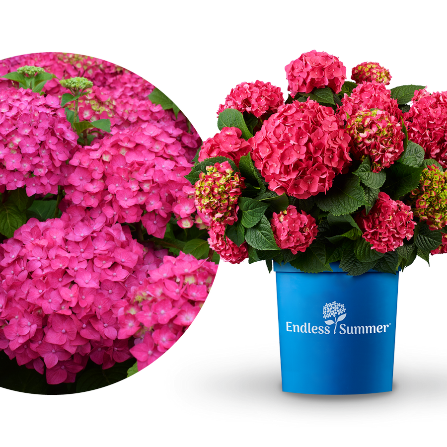 Plantura Hortensie Endless Summer® 'Summer Love' Rot