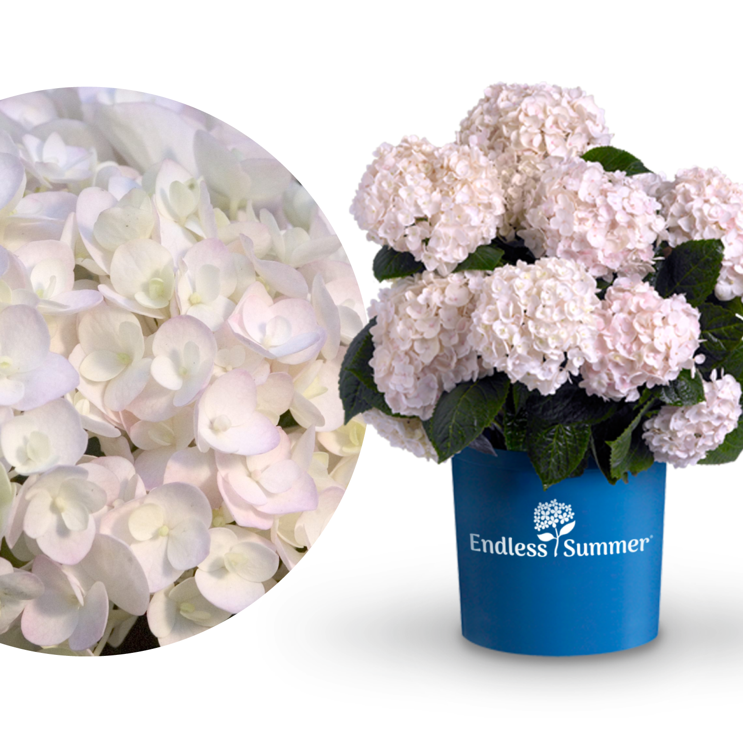 Plantura Hortensie Endless Summer® 'The Bride'