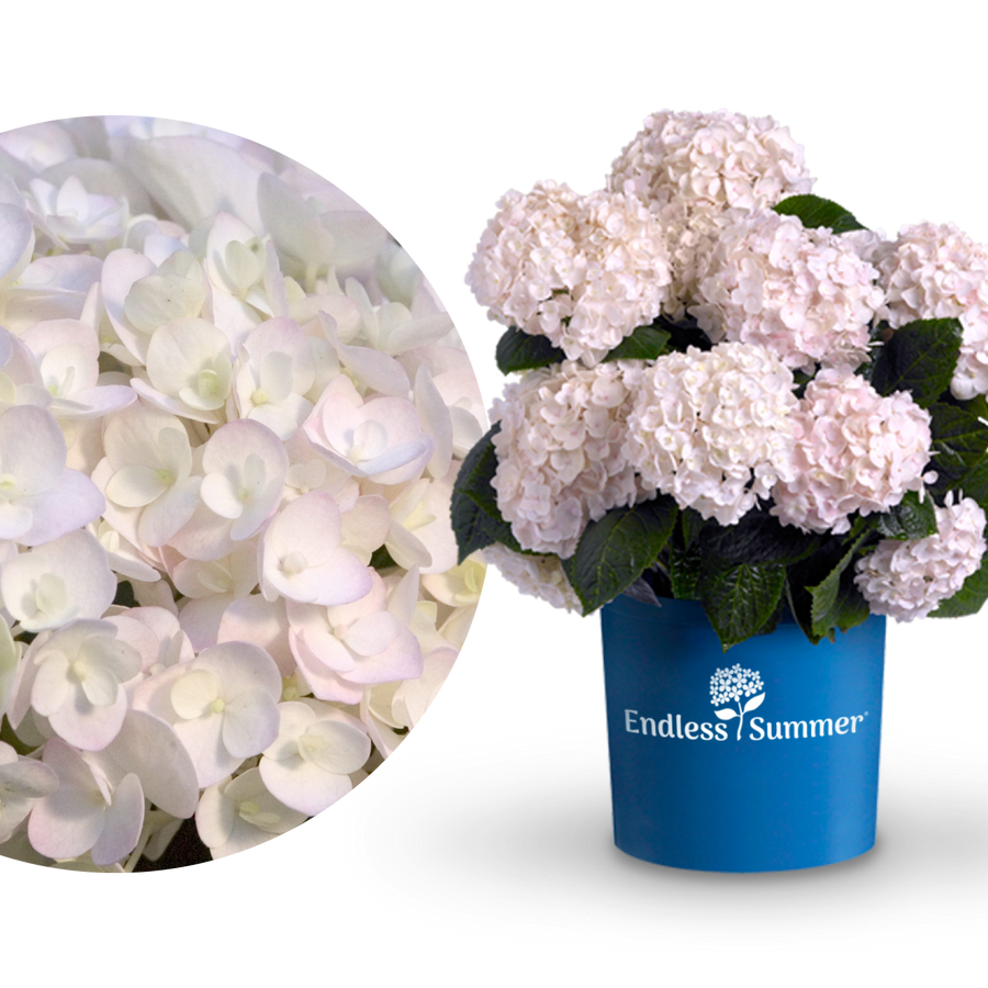 Plantura Hortensie Endless Summer® 'The Bride'