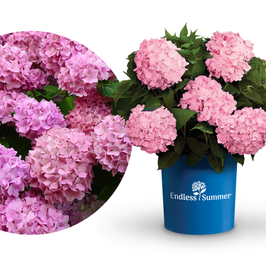 Plantura Hortensie Endless Summer® 'The Original' Rosa