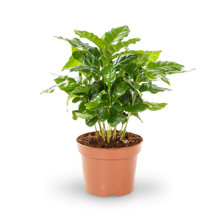 Kaffeepflanze (Coffea arabica) kaufen