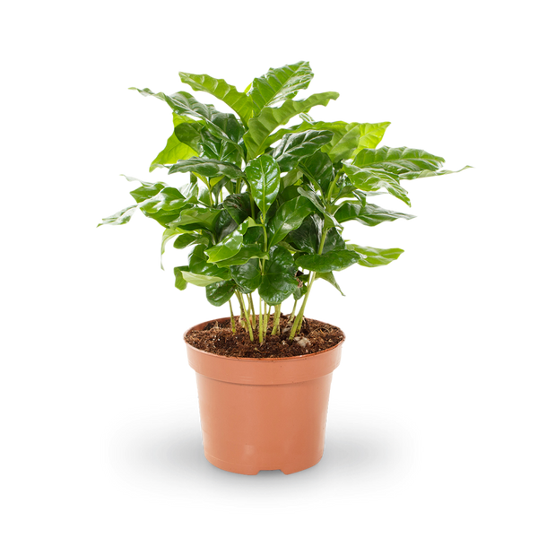 kaffeepflanze anbau Kaffeepflanze (Coffea arabica) kaufen