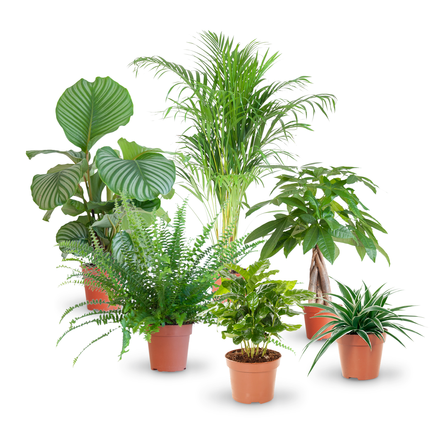 plantura-katzenfreundliche-zimmerpflanzen-set-kaufen_1476x.png?v=1705489064