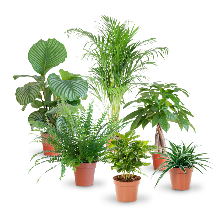 Plantura Set mit katzenfreundlichen Zimmerpflanzen