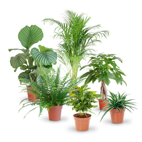 Katzenfreundliche Zimmerpflanzen (6er Set) kaufen