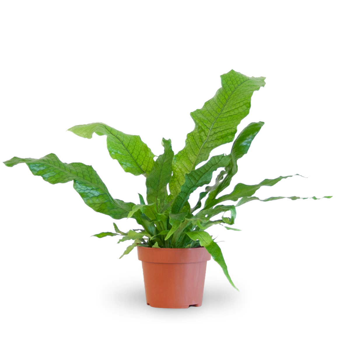 Plantura Krokodilfarn 'Crocodyllus'