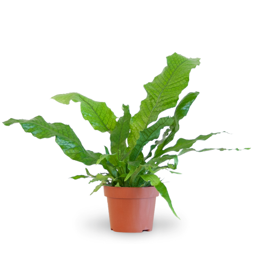 Plantura Krokodilfarn 'Crocodyllus'