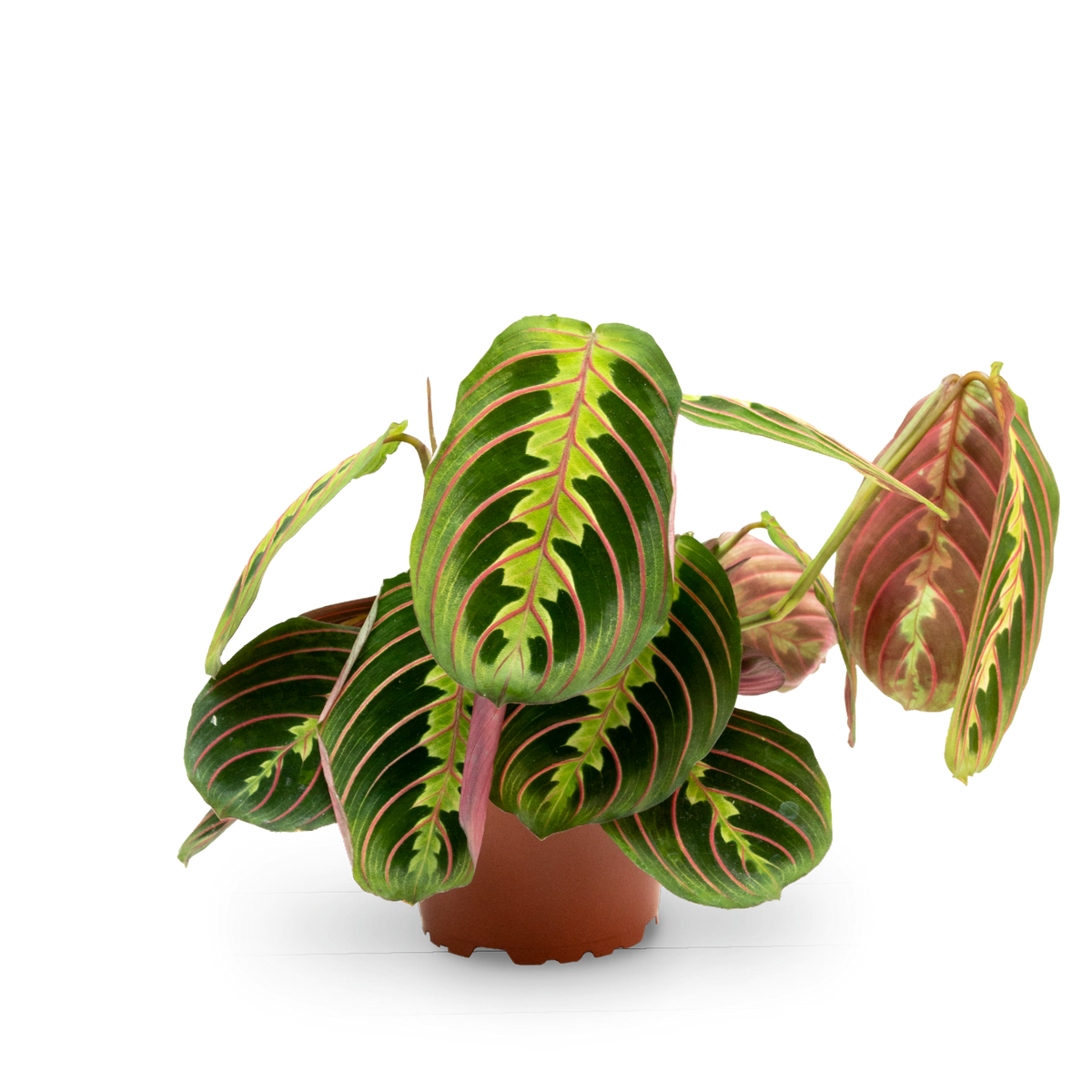 Plantura Maranta leuconeura 'Fascinator Tricolor'