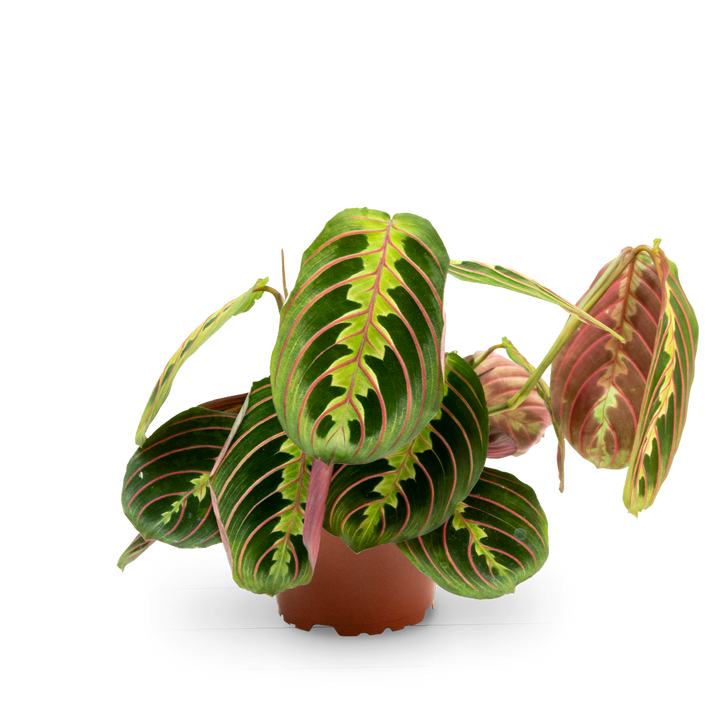 Plantura Maranta leuconeura 'Fascinator Tricolor'