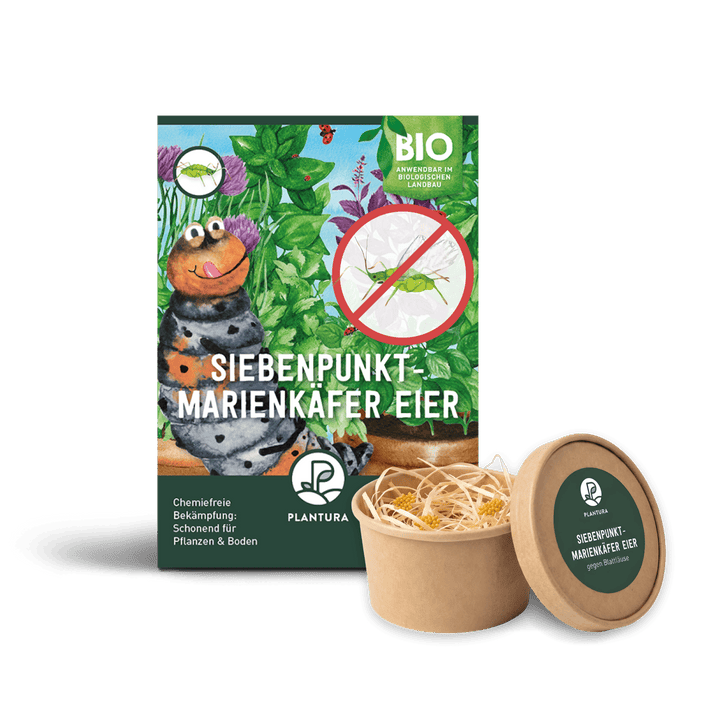 Plantura Marienkäfer-Eier gegen Blattläuse