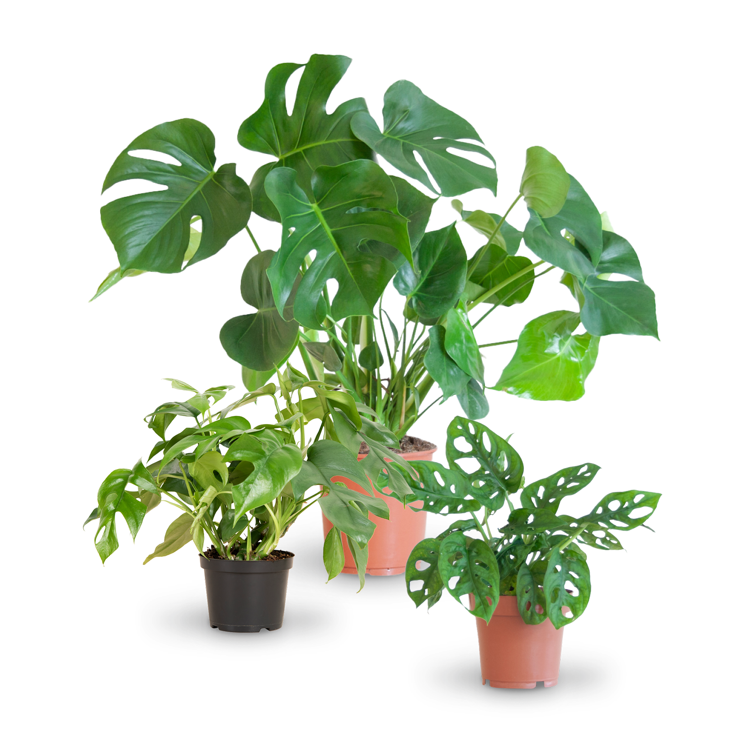 Monstera Liebhaber-Set (3 Stk.) kaufen