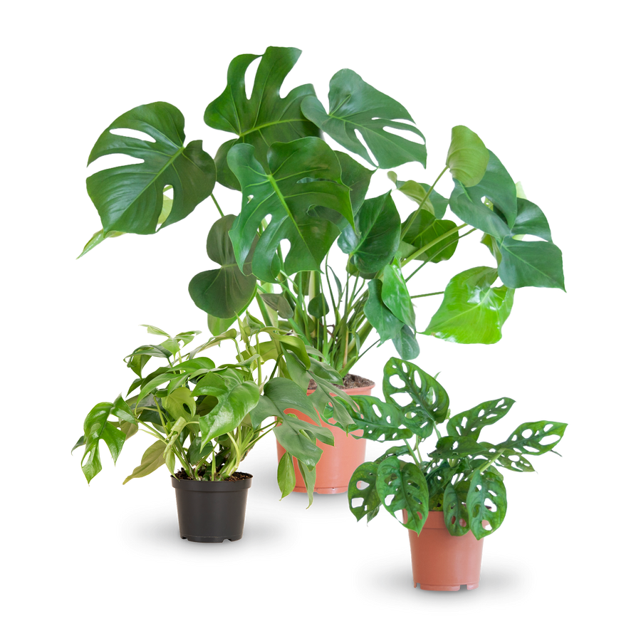 Plantura Monstera-Arten Liebhaber-Set