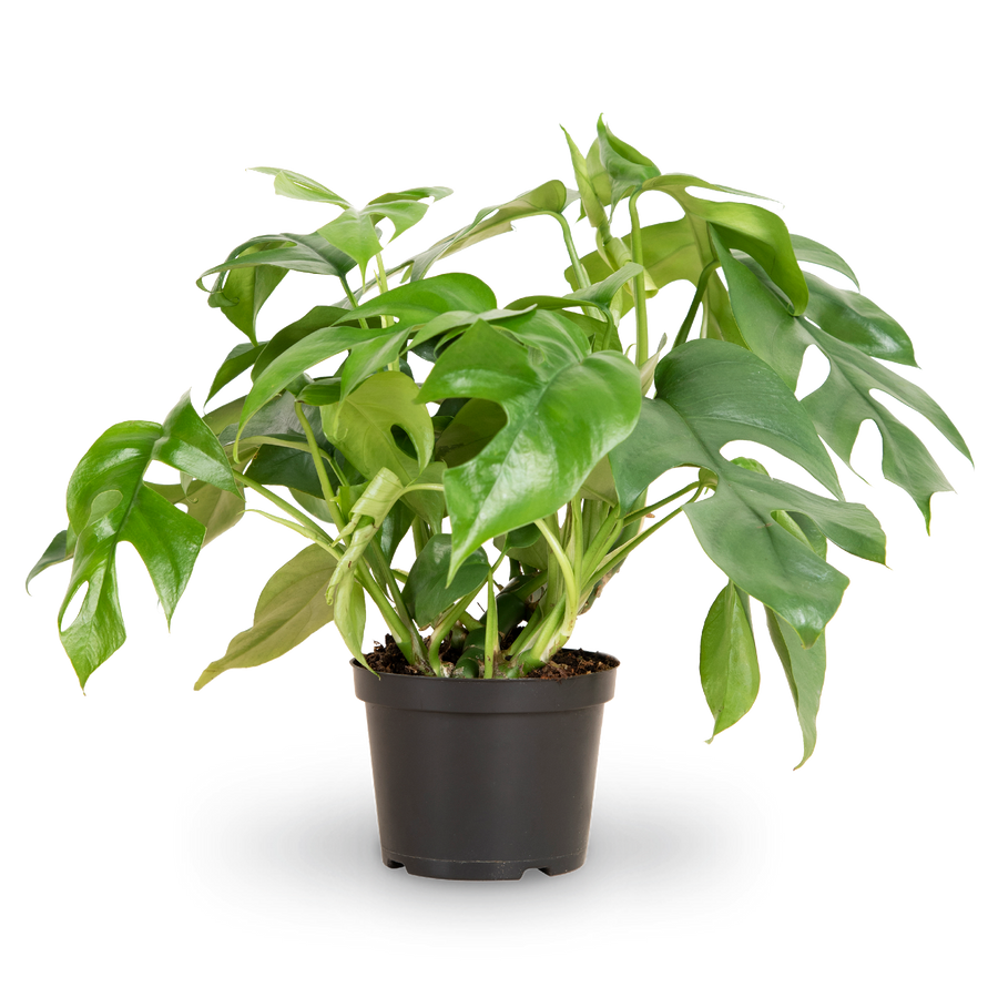 Plantura Monstera minima