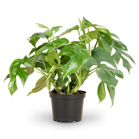 Monstera minima kaufen