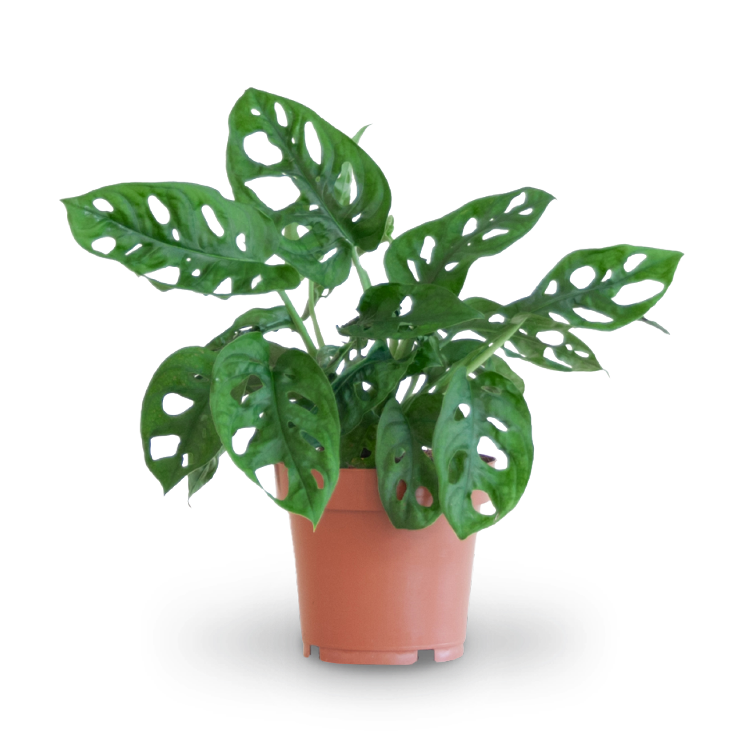 Monstera Monkey Leaf kaufen