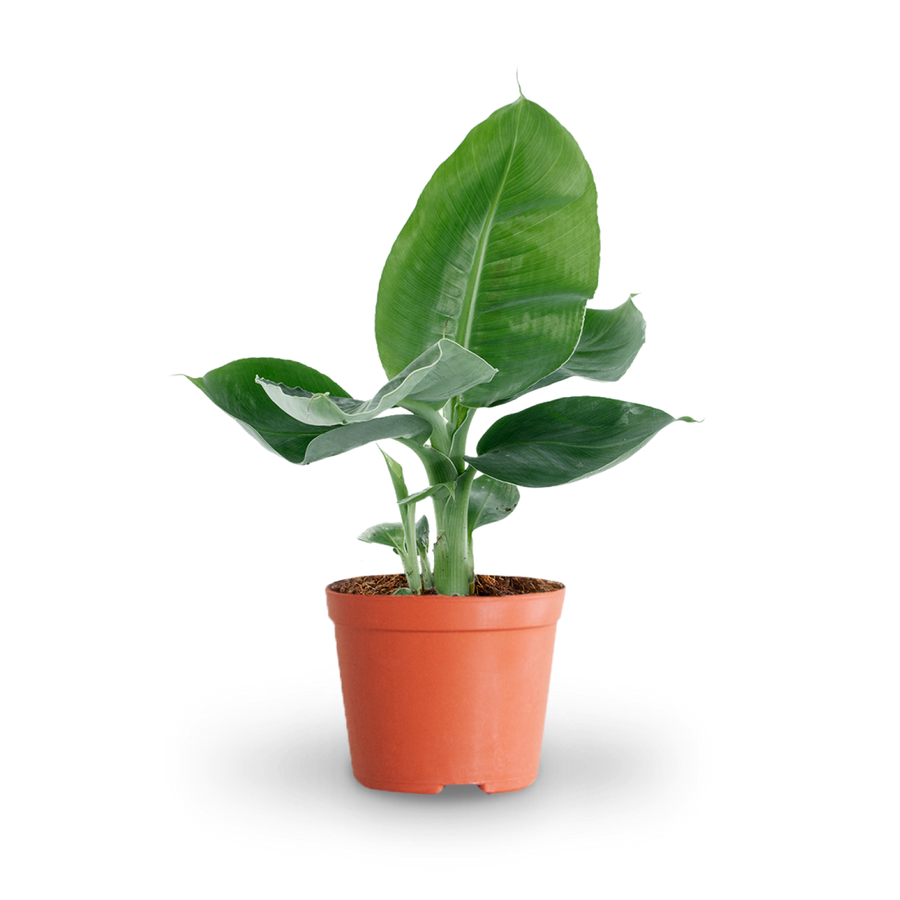 Plantura Musa tropicana
