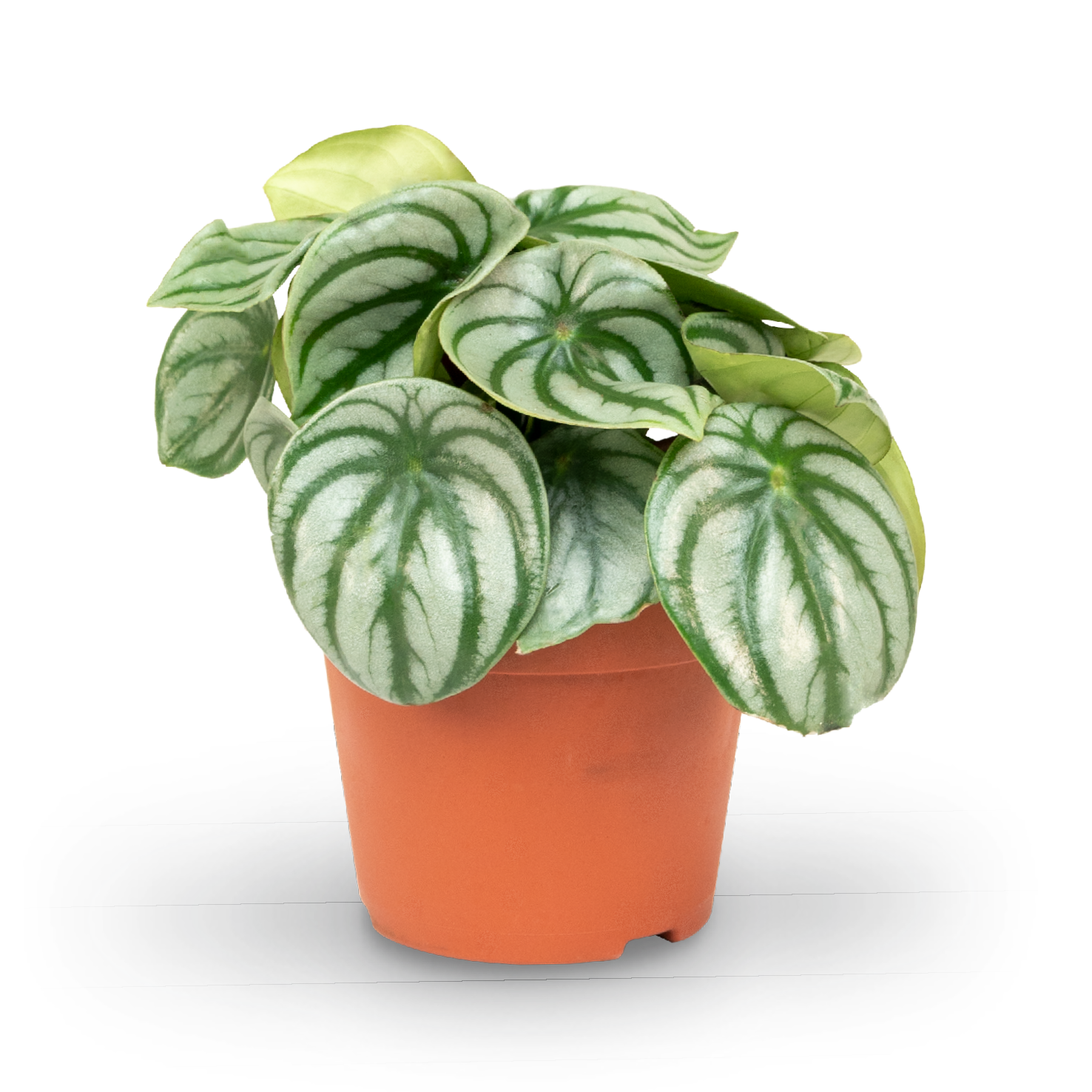 Plantura Peperomia argyreia 'Watermelon'