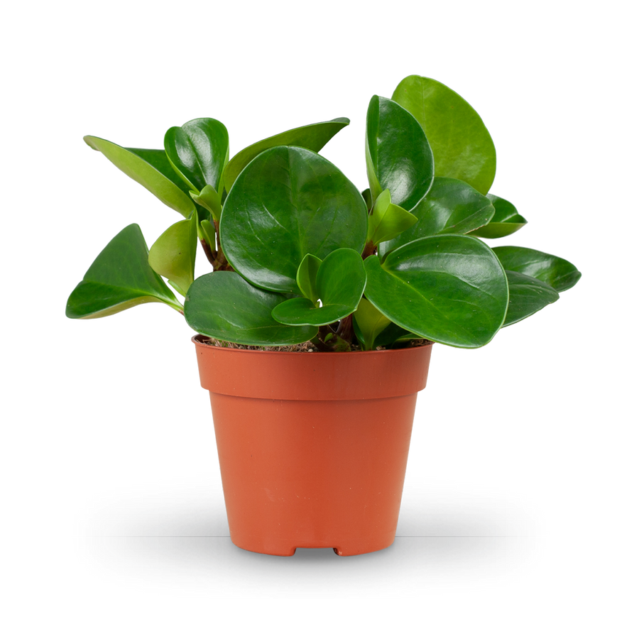 Plantura Peperomia obtusifolia 'Greengold'
