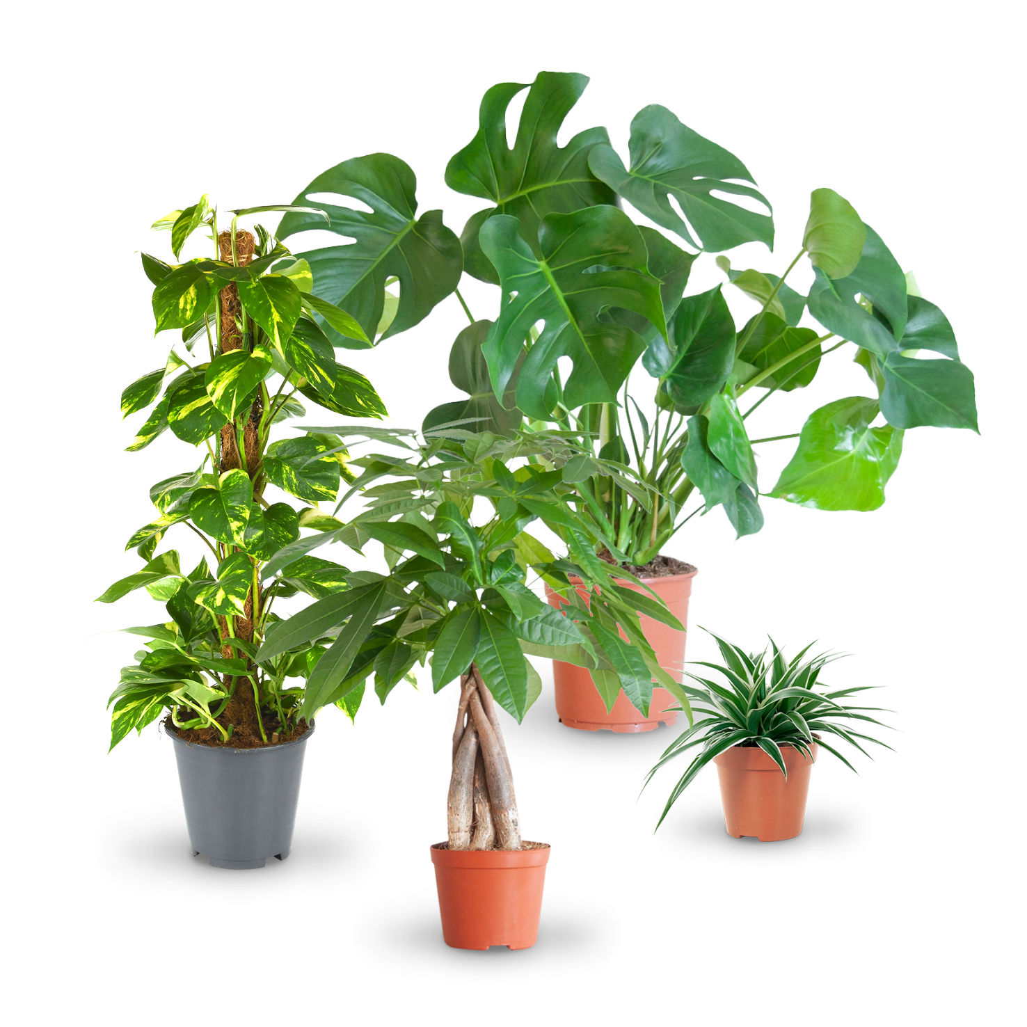 Pflegeleichte Zimmerpflanzen (4er Set) kaufen