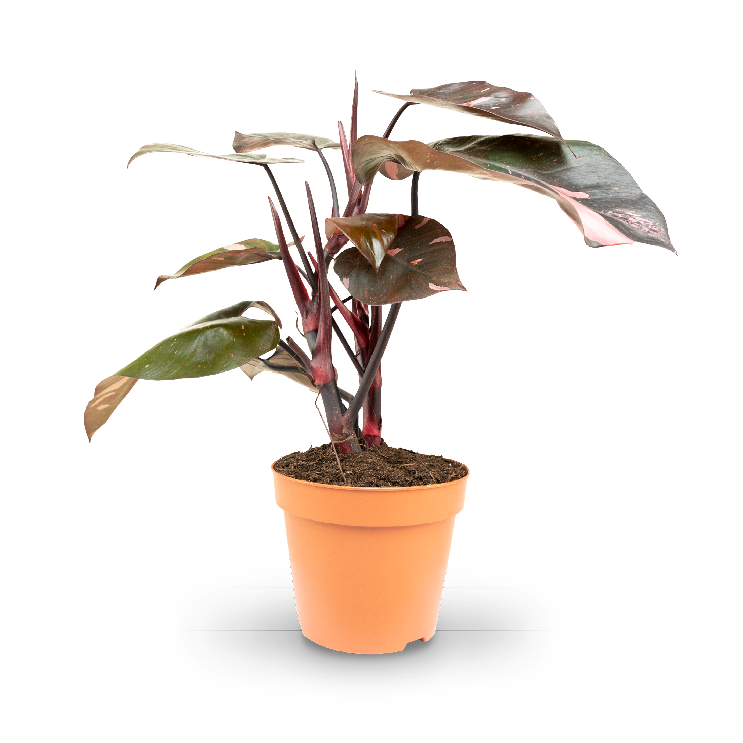 Philodendron 'Pink Princess' kaufen