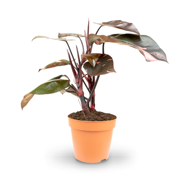 Plantura Philodendron 'Pink Princess'