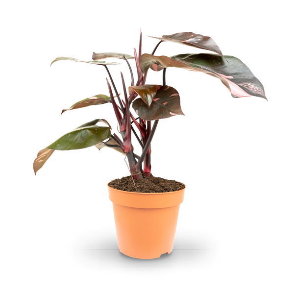 Philodendron 'Pink Princess' kaufen