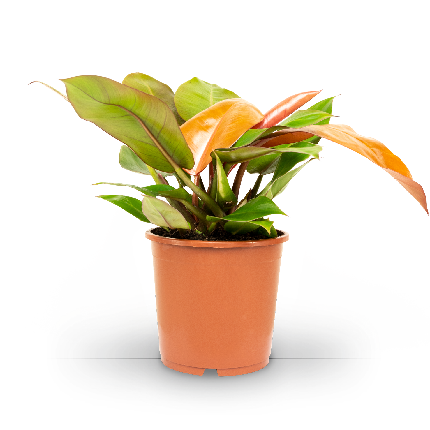 Plantura Philodendron 'Prince of Orange'