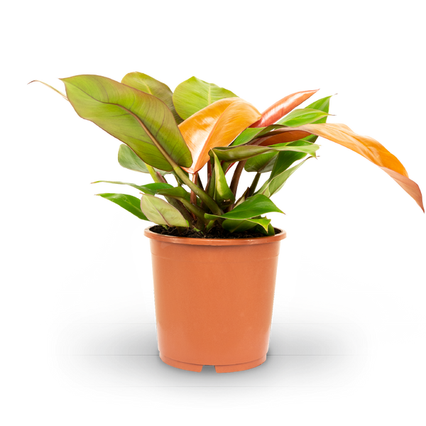 Philodendron 'Prince of Orange' kaufen