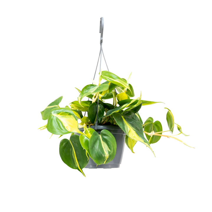 Plantura Philodendron scandens 'Brasil'