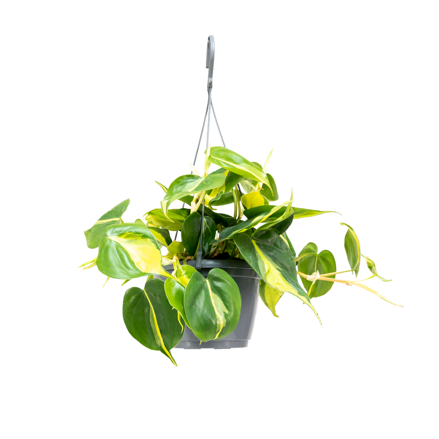 Plantura Philodendron scandens 'Brasil'