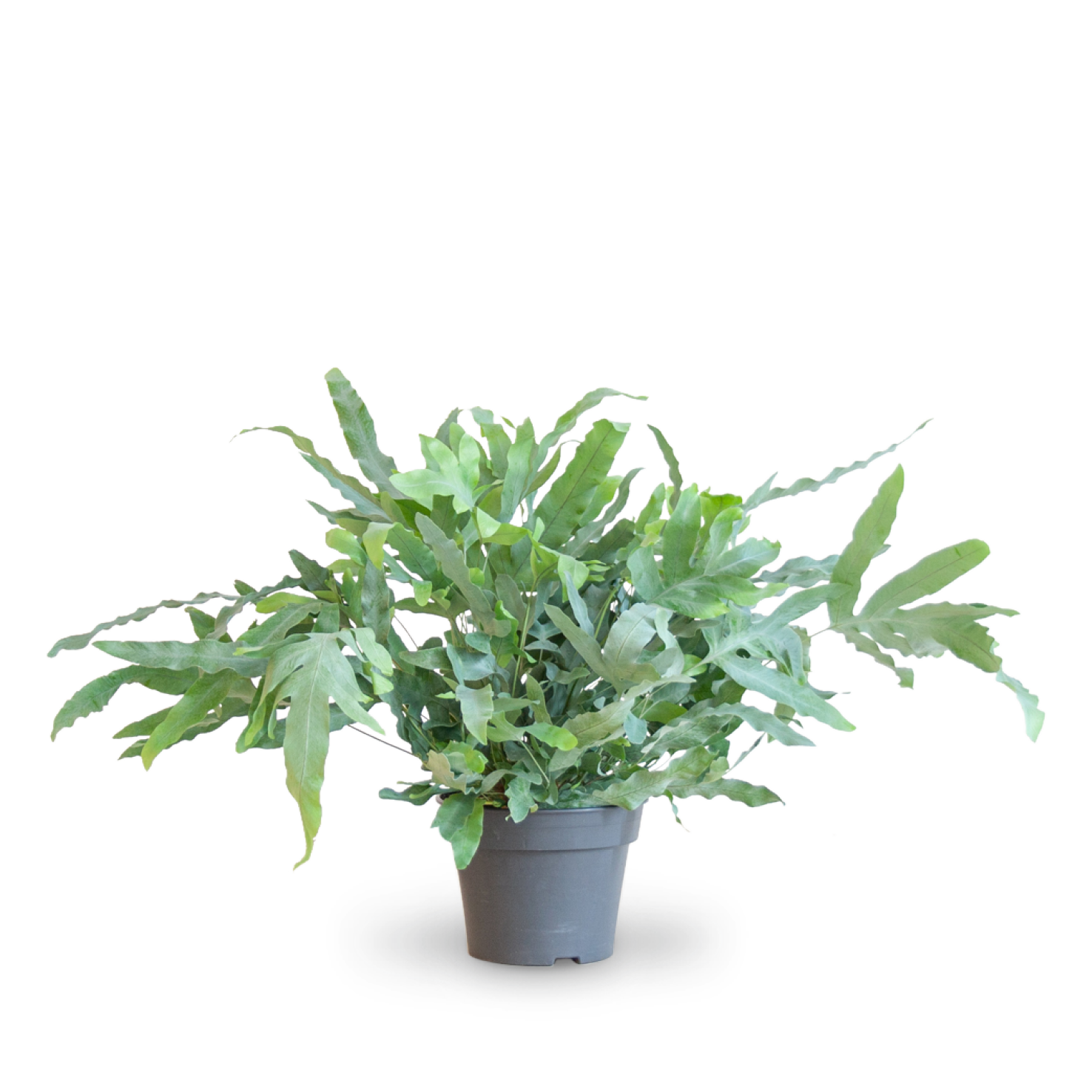 Plantura Phlebodium aureum 'Blue Star'