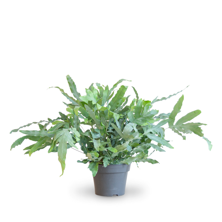 Plantura Phlebodium aureum 'Blue Star'